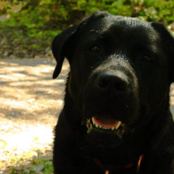 Musta labradorinnoutaja Elvis hymyilee katsoen kameraan metsäpolulla.
